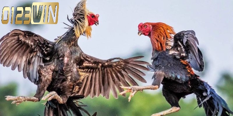 Bí quyết chơi đá gà 0123WIN luôn thắng