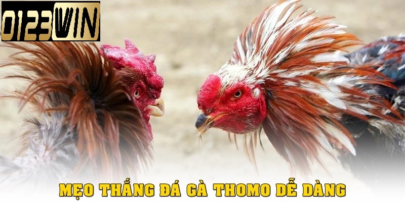 Bí quyết soi kèo thắng lớn tại 0123QWIN