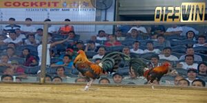 Bí quyết thắng lớn với đá gà trực tuyến 0123WIN