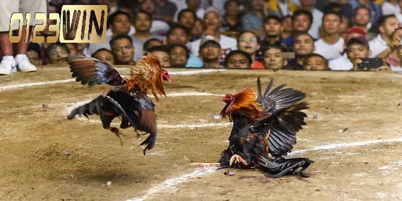 Hướng dẫn chi tiết cách tham gia đá gà trực tuyến 0123WIN