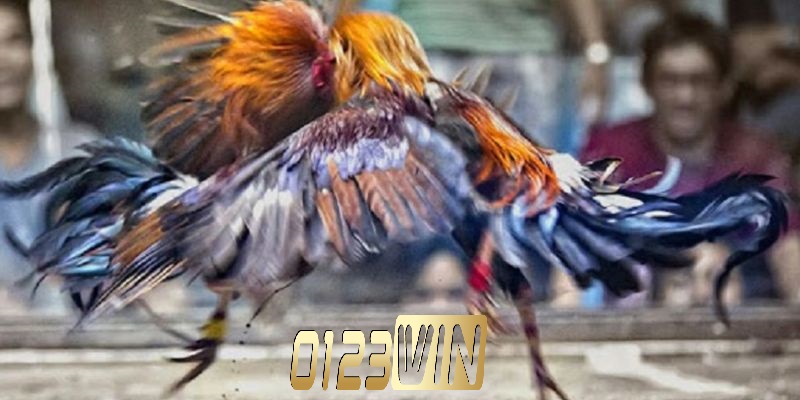 Hướng dẫn tham gia đá gà Thomo 0123WIN