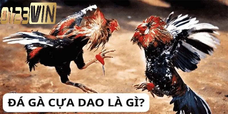 Khái niệm đá gà cựa dao 0123WIN là gì?