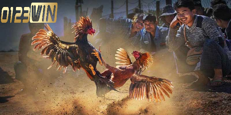 Tổng quan về đá gà Thomo 0123WIN