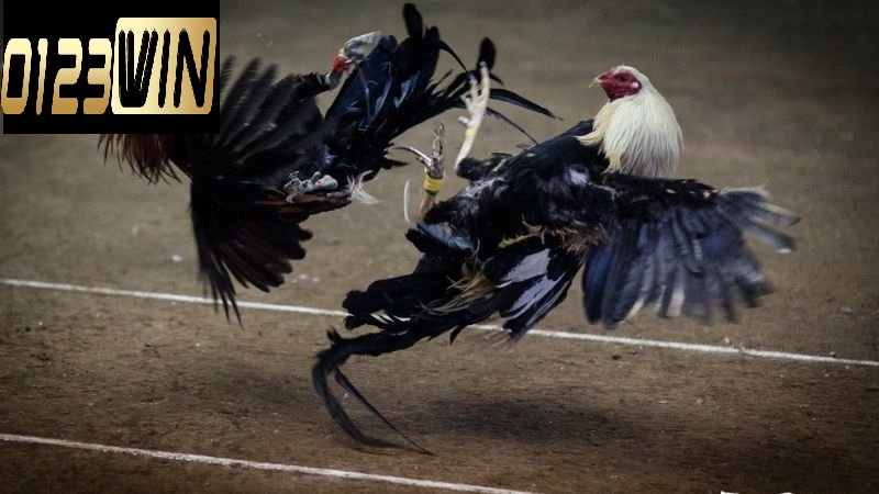 Tổng quan về đá gà trực tuyến 0123WIN